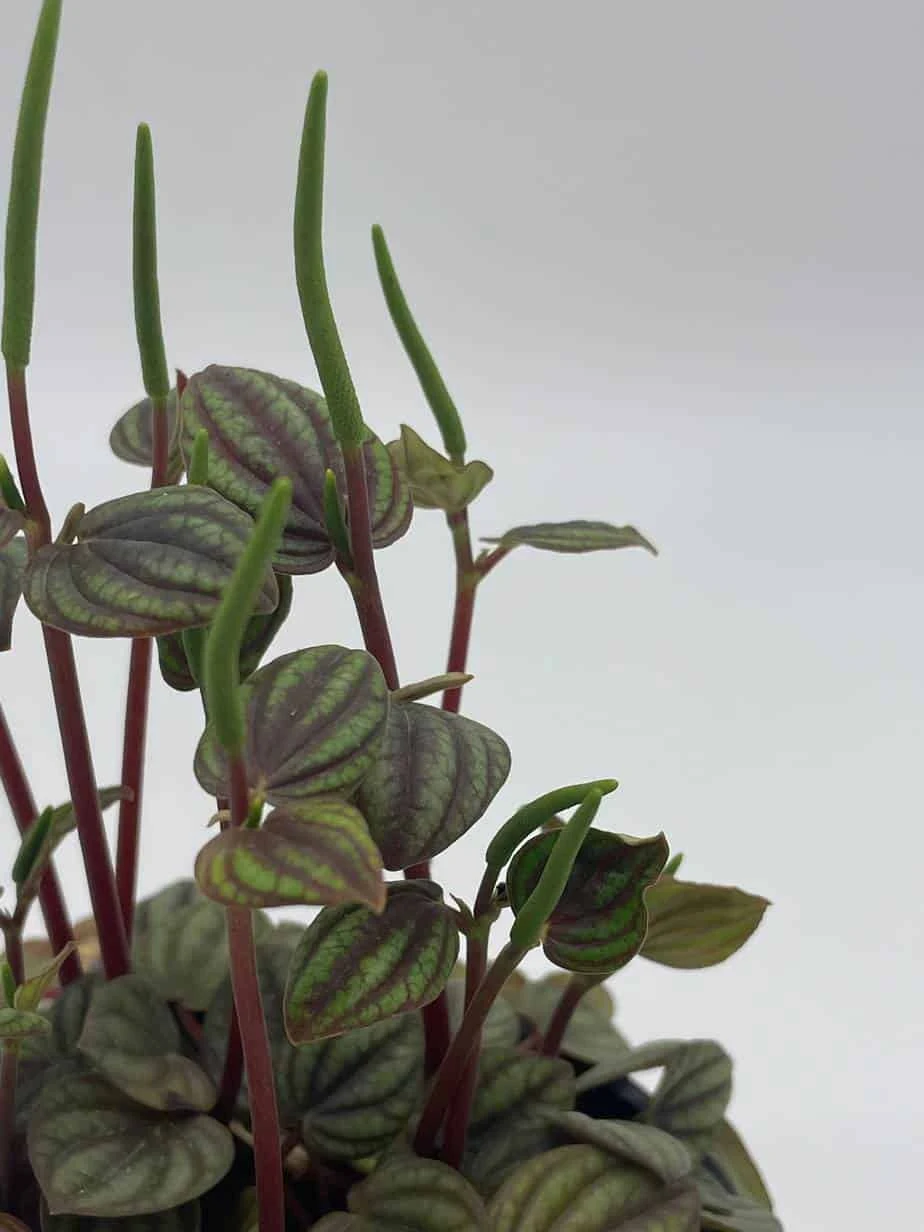 Red And Green Peperomia Albovittata,4 Inch Pot, Rare Mixed Frost Peperomia 9 Red And Green Peperomia Albovittata,4 Inch Pot, Rare Mixed Frost Peperomia - Image 7