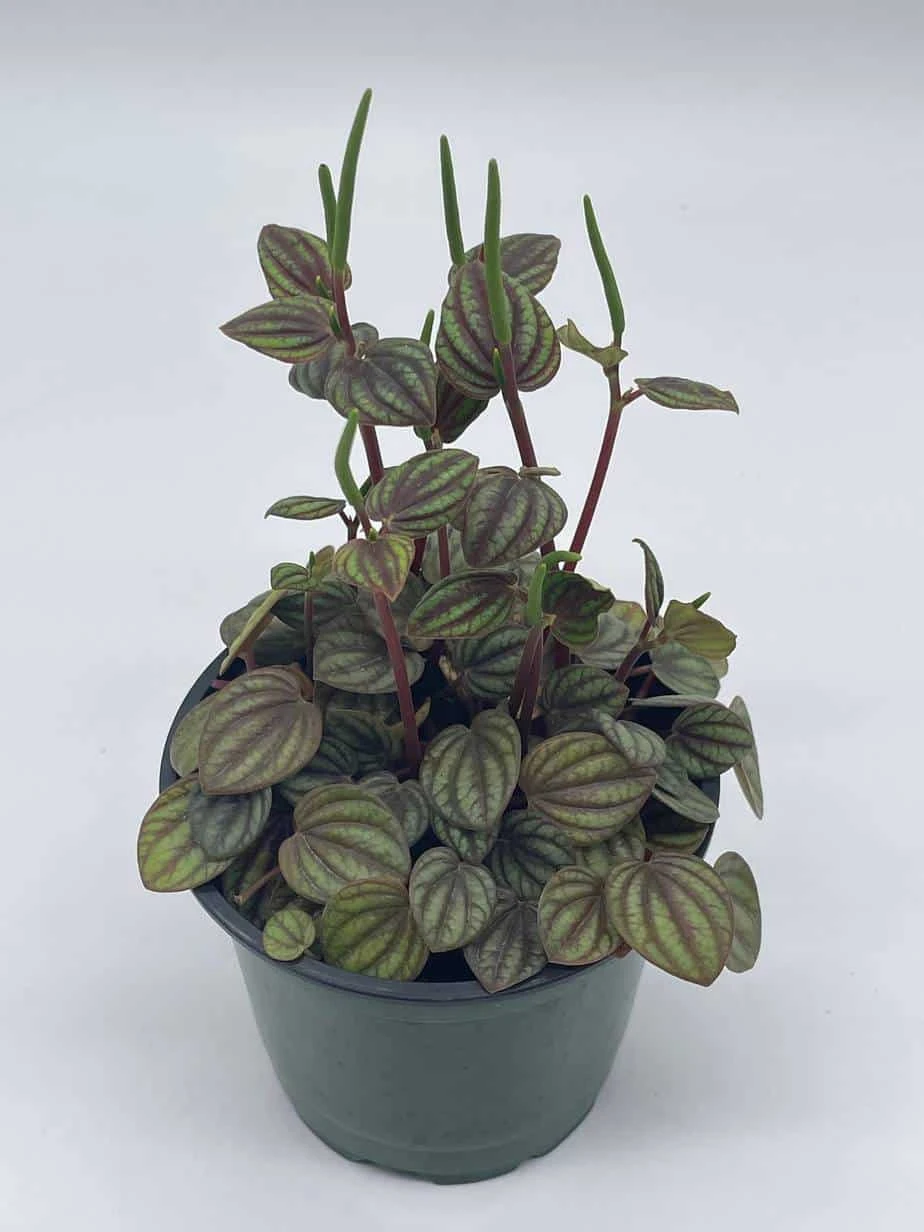 Red And Green Peperomia Albovittata,4 Inch Pot, Rare Mixed Frost Peperomia 4 Red And Green Peperomia Albovittata,4 Inch Pot, Rare Mixed Frost Peperomia - Image 2