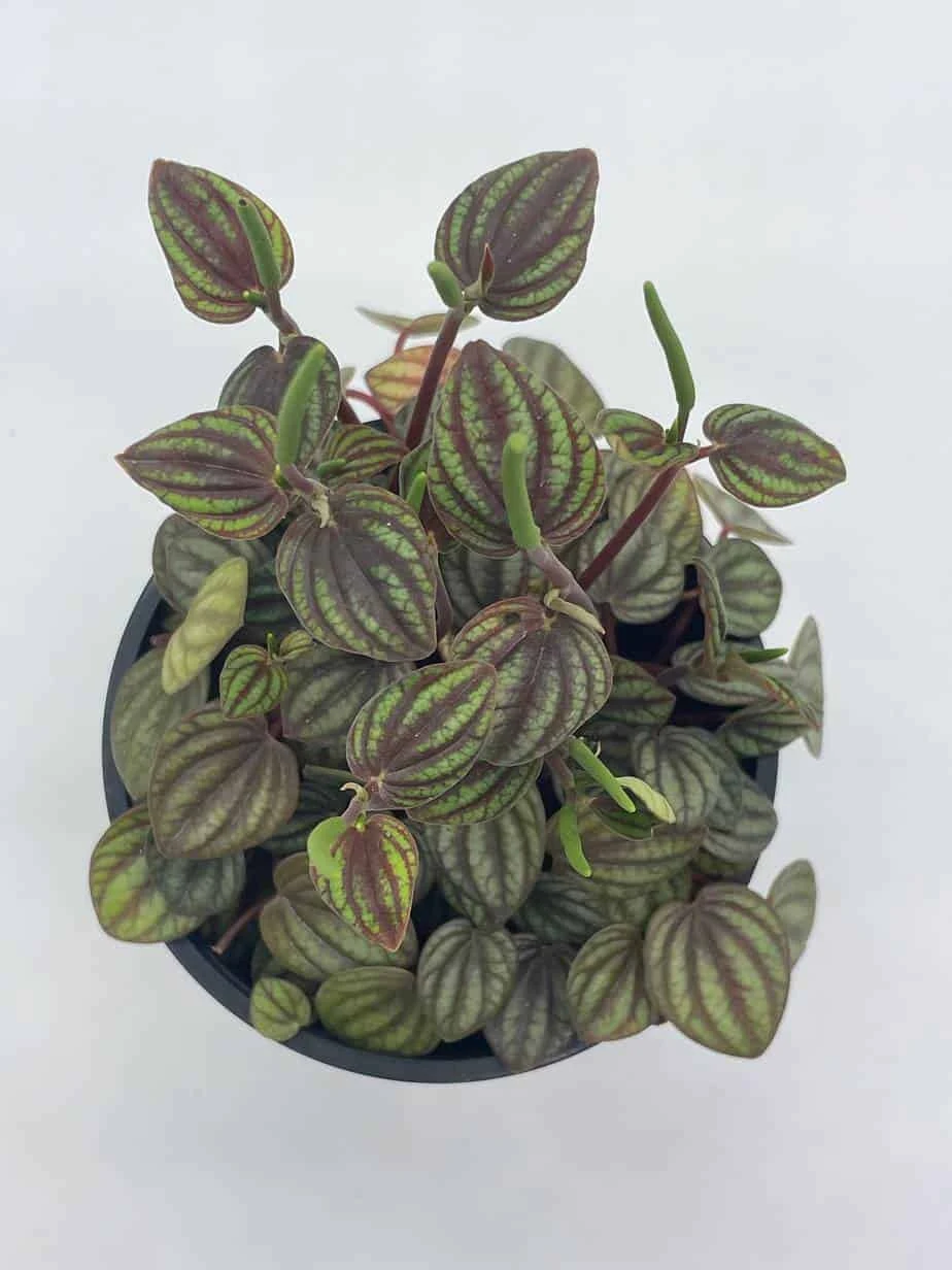 Red And Green Peperomia Albovittata,4 Inch Pot, Rare Mixed Frost Peperomia 6 Red And Green Peperomia Albovittata,4 Inch Pot, Rare Mixed Frost Peperomia - Image 4