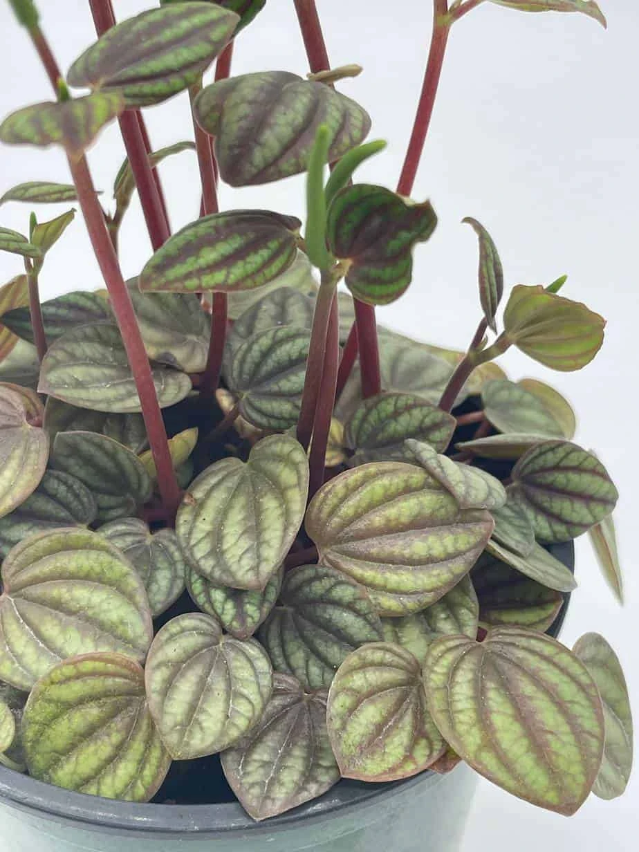Red And Green Peperomia Albovittata,4 Inch Pot, Rare Mixed Frost Peperomia 5 Red And Green Peperomia Albovittata,4 Inch Pot, Rare Mixed Frost Peperomia - Image 3
