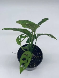 Monstera Adanosii Deliciosa, Swiss Cheese Plant, In A 4 Inch Pot, Split-leaf Philodendron -Cheap Plantly Store il fullxfull.3790939159 6bru