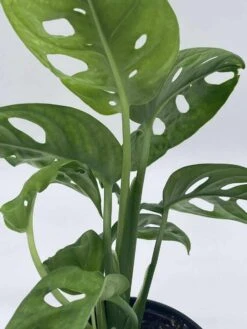 Monstera Adanosii Deliciosa, Swiss Cheese Plant, In A 4 Inch Pot, Split-leaf Philodendron -Cheap Plantly Store il fullxfull.3790939167 pmd6