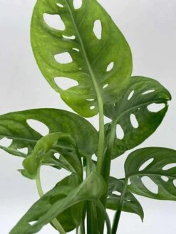 Monstera Adanosii Deliciosa, Swiss Cheese Plant, In A 4 Inch Pot, Split-leaf Philodendron -Cheap Plantly Store il fullxfull.3790939169 q2jv