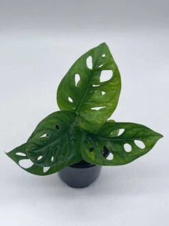 Monstera Adanosii Deliciosa, Swiss Cheese Plant, In A 4 Inch Pot, Split-leaf Philodendron -Cheap Plantly Store il fullxfull.3790939241 kbu3