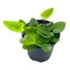 Heart Fern, Hemionitis Arifolia, 4 Inch Pot, Heart Leaf, Tongue Fern -Cheap Plantly Store il fullxfull.3790944571 g2if