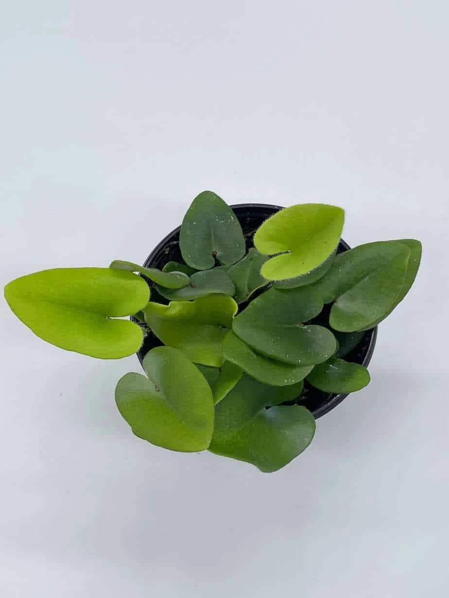 Heart Fern, Hemionitis Arifolia, 4 Inch Pot, Heart Leaf, Tongue Fern 5 Heart Fern, Hemionitis Arifolia, 4 Inch Pot, Heart Leaf, Tongue Fern - Image 3