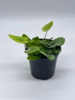 Heart Fern, Hemionitis Arifolia, 4 Inch Pot, Heart Leaf, Tongue Fern 15 Heart Fern, Hemionitis Arifolia, 4 Inch Pot, Heart Leaf, Tongue Fern -Cheap Plantly Store il fullxfull.3790945763 mhy5