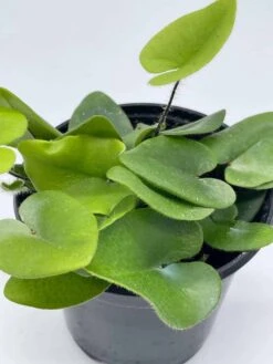 Heart Fern, Hemionitis Arifolia, 4 Inch Pot, Heart Leaf, Tongue Fern 13 Heart Fern, Hemionitis Arifolia, 4 Inch Pot, Heart Leaf, Tongue Fern -Cheap Plantly Store il fullxfull.3790945781 hp56