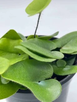 Heart Fern, Hemionitis Arifolia, 4 Inch Pot, Heart Leaf, Tongue Fern 16 Heart Fern, Hemionitis Arifolia, 4 Inch Pot, Heart Leaf, Tongue Fern -Cheap Plantly Store il fullxfull.3790945783 tbja