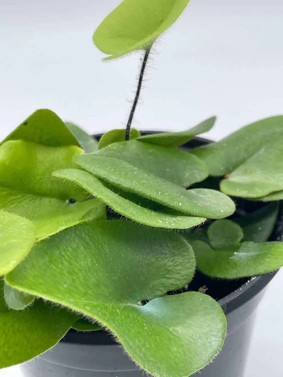 Heart Fern, Hemionitis Arifolia, 4 Inch Pot, Heart Leaf, Tongue Fern 9 Heart Fern, Hemionitis Arifolia, 4 Inch Pot, Heart Leaf, Tongue Fern - Image 7