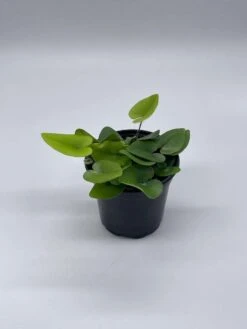 Heart Fern, Hemionitis Arifolia, 4 Inch Pot, Heart Leaf, Tongue Fern 17 Heart Fern, Hemionitis Arifolia, 4 Inch Pot, Heart Leaf, Tongue Fern -Cheap Plantly Store il fullxfull.3790945867 q9tu