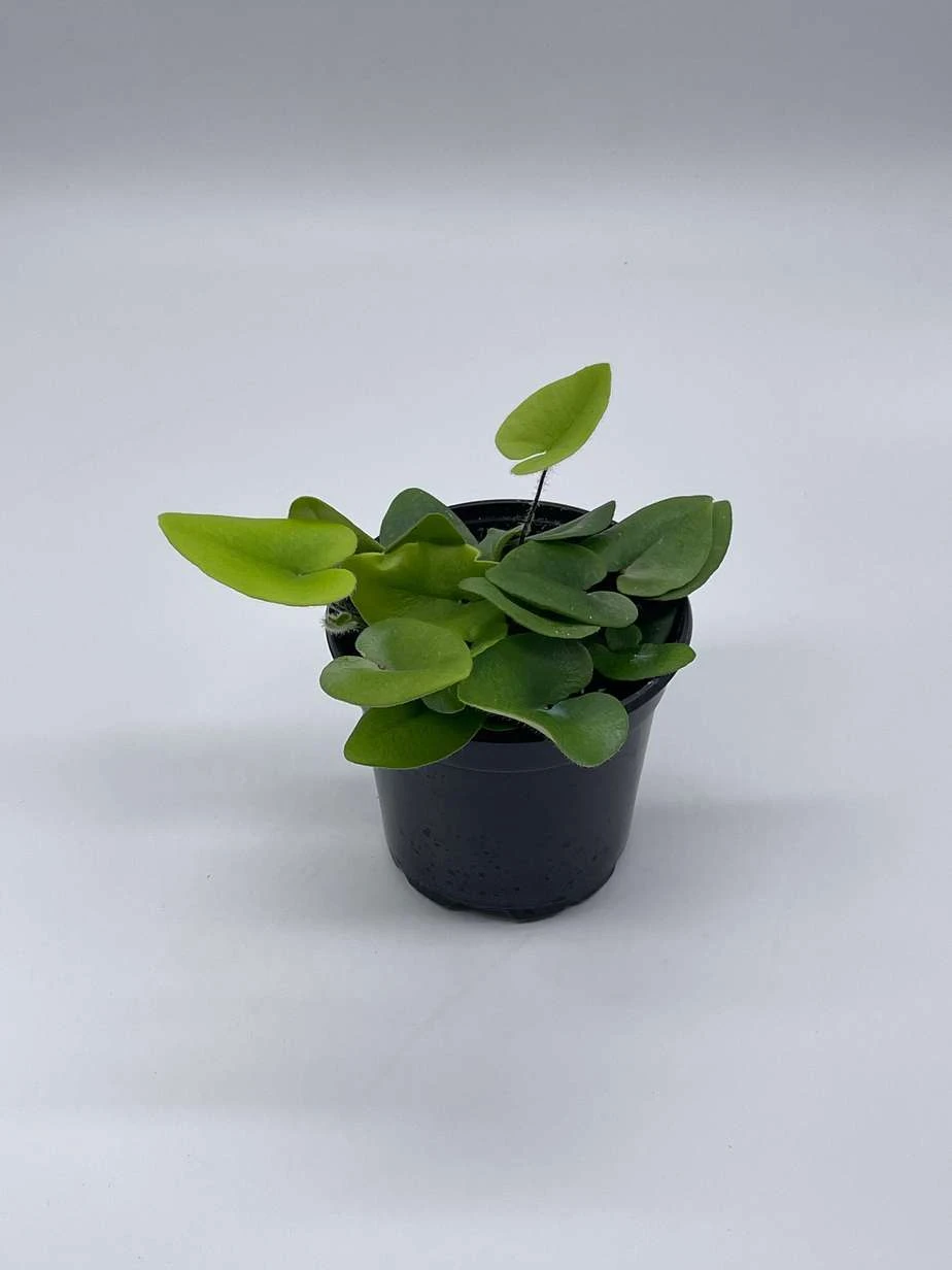 Heart Fern, Hemionitis Arifolia, 4 Inch Pot, Heart Leaf, Tongue Fern 10 Heart Fern, Hemionitis Arifolia, 4 Inch Pot, Heart Leaf, Tongue Fern - Image 8