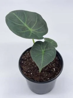 Alocasia Regal Shield, 4 Inch, Very Rare Elephant's Ear -Cheap Plantly Store il fullxfull.3790961451 6v4x