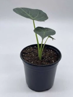 Alocasia Regal Shield, 4 Inch, Very Rare Elephant's Ear -Cheap Plantly Store il fullxfull.3790961465 ihr7