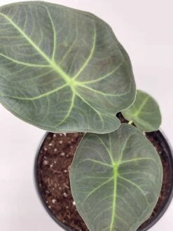 Alocasia Regal Shield, 4 Inch, Very Rare Elephant's Ear -Cheap Plantly Store il fullxfull.3790961475 5im6