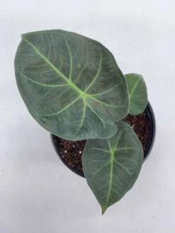 Alocasia Regal Shield, 4 Inch, Very Rare Elephant's Ear -Cheap Plantly Store il fullxfull.3790961585 86ub