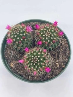 Old Lady Cactus, 6 Inch, Mammillaria Hahniana, Crown Of Flowers -Cheap Plantly Store il fullxfull.3790965151 8kpb