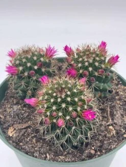 Old Lady Cactus, 6 Inch, Mammillaria Hahniana, Crown Of Flowers -Cheap Plantly Store il fullxfull.3790965159 trxy