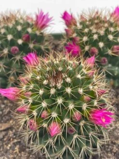 Old Lady Cactus, 6 Inch, Mammillaria Hahniana, Crown Of Flowers -Cheap Plantly Store il fullxfull.3790965161 scv3