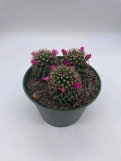 Old Lady Cactus, 6 Inch, Mammillaria Hahniana, Crown Of Flowers -Cheap Plantly Store il fullxfull.3790965163 fjxj
