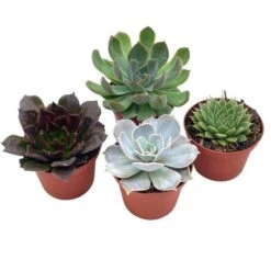 Echeveria Succulent Assortment, 3 Inch Potted Live Variety Set 12 Echeveria Succulent Assortment, 3 Inch Potted Live Variety Set -Cheap Plantly Store il fullxfull.3790993389 j8gd