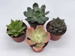 Echeveria Succulent Assortment, 3 Inch Potted Live Variety Set 17 Echeveria Succulent Assortment, 3 Inch Potted Live Variety Set -Cheap Plantly Store il fullxfull.3790993979 lgq3