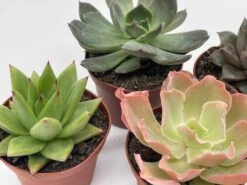 Echeveria Succulent Assortment, 3 Inch Potted Live Variety Set 19 Echeveria Succulent Assortment, 3 Inch Potted Live Variety Set -Cheap Plantly Store il fullxfull.3790993983 p9lz