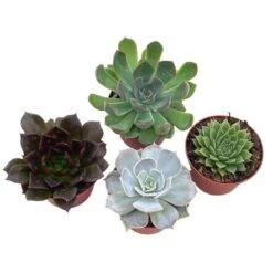 Echeveria Succulent Assortment, 3 Inch Potted Live Variety Set 14 Echeveria Succulent Assortment, 3 Inch Potted Live Variety Set -Cheap Plantly Store il fullxfull.3791001849 dcq7