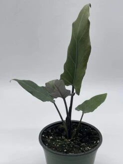 Alocasia Lauterbachiana, 4 Inch Purple Sword, Silver Baroque Elephant Ear -Cheap Plantly Store il fullxfull.3791837157 56ff