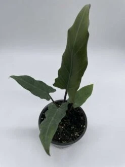 Alocasia Lauterbachiana, 4 Inch Purple Sword, Silver Baroque Elephant Ear -Cheap Plantly Store il fullxfull.3791837223 82sx