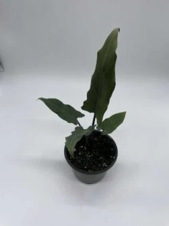 Alocasia Lauterbachiana, 4 Inch Purple Sword, Silver Baroque Elephant Ear -Cheap Plantly Store il fullxfull.3791837275 5esg