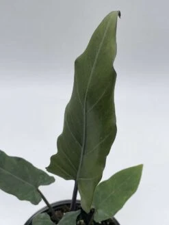 Alocasia Lauterbachiana, 4 Inch Purple Sword, Silver Baroque Elephant Ear -Cheap Plantly Store il fullxfull.3791837343 e0fa