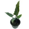 Alocasia Lauterbachiana, 4 Inch Purple Sword, Silver Baroque Elephant Ear -Cheap Plantly Store il fullxfull.3791839363 gjz8