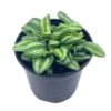 Peperomia Mini Watermelon, 4 Inch Verschaffeltii, Steve's Leaves -Cheap Plantly Store il fullxfull.3791856659 lbiq