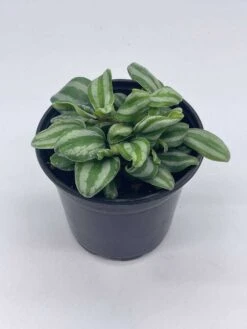 Peperomia Mini Watermelon, 4 Inch Verschaffeltii, Steve's Leaves -Cheap Plantly Store il fullxfull.3791857409 gtqg