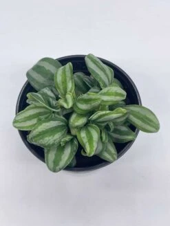 Peperomia Mini Watermelon, 4 Inch Verschaffeltii, Steve's Leaves -Cheap Plantly Store il fullxfull.3791857469 6mb2