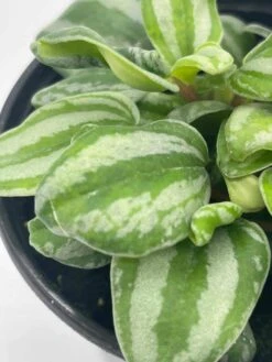 Peperomia Mini Watermelon, 4 Inch Verschaffeltii, Steve's Leaves -Cheap Plantly Store il fullxfull.3791857583 qo7q