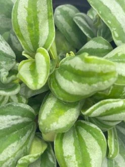 Peperomia Mini Watermelon, 4 Inch Verschaffeltii, Steve's Leaves -Cheap Plantly Store il fullxfull.3791857585 cast