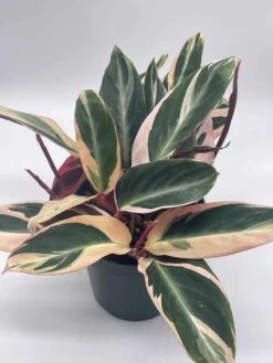 Triostar Stromanthe, 6 Inch Sanguinea, Tricolor Variegated -Cheap Plantly Store il fullxfull.3791907861 ao84
