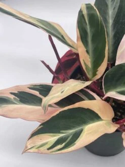 Triostar Stromanthe, 6 Inch Sanguinea, Tricolor Variegated -Cheap Plantly Store il fullxfull.3791907893 f6ib