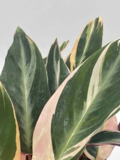 Triostar Stromanthe, 6 Inch Sanguinea, Tricolor Variegated -Cheap Plantly Store il fullxfull.3791907899 nf77