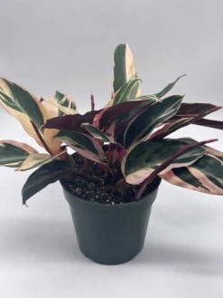 Triostar Stromanthe, 6 Inch Sanguinea, Tricolor Variegated -Cheap Plantly Store il fullxfull.3791907911 h92m