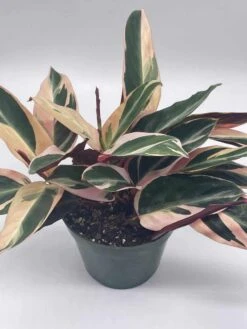 Triostar Stromanthe, 6 Inch Sanguinea, Tricolor Variegated -Cheap Plantly Store il fullxfull.3791908099 mo8m
