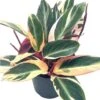 Triostar Stromanthe, 6 Inch Sanguinea, Tricolor Variegated 2 Triostar Stromanthe, 6 Inch Sanguinea, Tricolor Variegated -Cheap Plantly Store il fullxfull.3791909941 q5v3