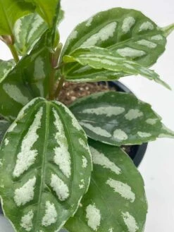 Watermelon Pilea Cadierei, Aluminum Plant, 4 Inch -Cheap Plantly Store il fullxfull.3791921607 dpqz