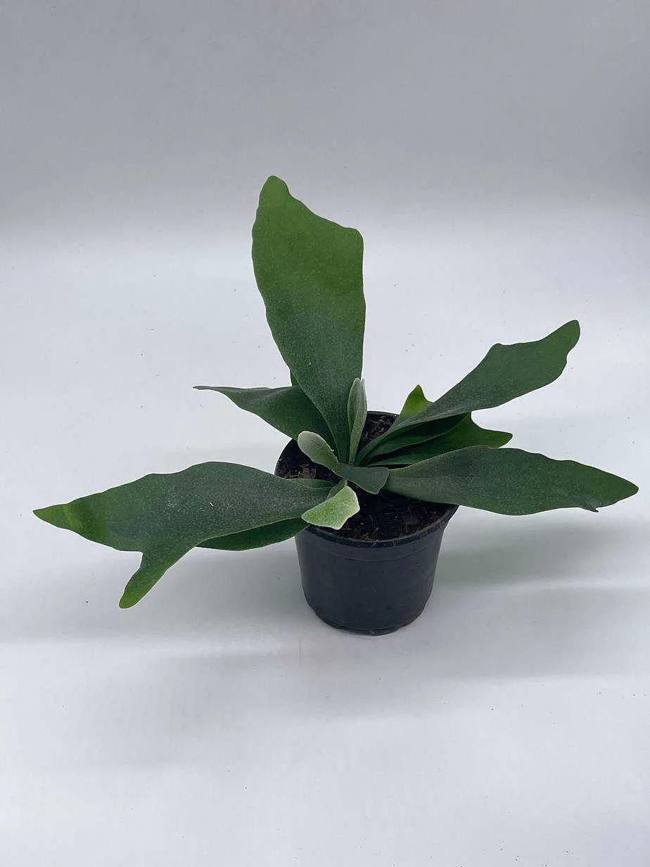 Staghorn Fern, Platycerium Bifurcatum, 4 Inch, Crown, Elkhorn Fern 4 Staghorn Fern, Platycerium Bifurcatum, 4 Inch, Crown, Elkhorn Fern - Image 2
