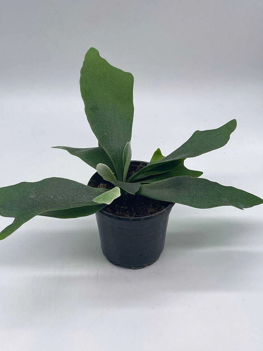 Staghorn Fern, Platycerium Bifurcatum, 4 Inch, Crown, Elkhorn Fern 9 Staghorn Fern, Platycerium Bifurcatum, 4 Inch, Crown, Elkhorn Fern - Image 7