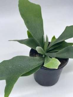 Staghorn Fern, Platycerium Bifurcatum, 4 Inch, Crown, Elkhorn Fern 16 Staghorn Fern, Platycerium Bifurcatum, 4 Inch, Crown, Elkhorn Fern -Cheap Plantly Store il fullxfull.3791946893 d7az