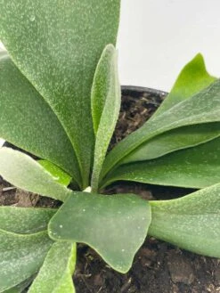 Staghorn Fern, Platycerium Bifurcatum, 4 Inch, Crown, Elkhorn Fern 14 Staghorn Fern, Platycerium Bifurcatum, 4 Inch, Crown, Elkhorn Fern -Cheap Plantly Store il fullxfull.3791946911 jf4o