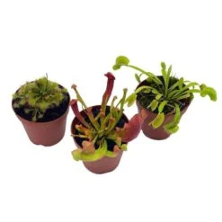 Carnivorous Plant Set, Venus Fly Trap Assortment, Nepenthes, Rotundifolia, Set Of 3, Premium Collection,2 Inch Pot, Windowsill Plants, Gift -Cheap Plantly Store il fullxfull.3811120135 dytu